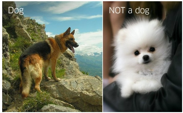 это собака а это не собака